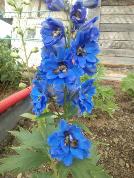 IMG-20190711-WA0022