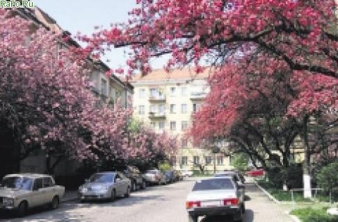 Сакура цветет