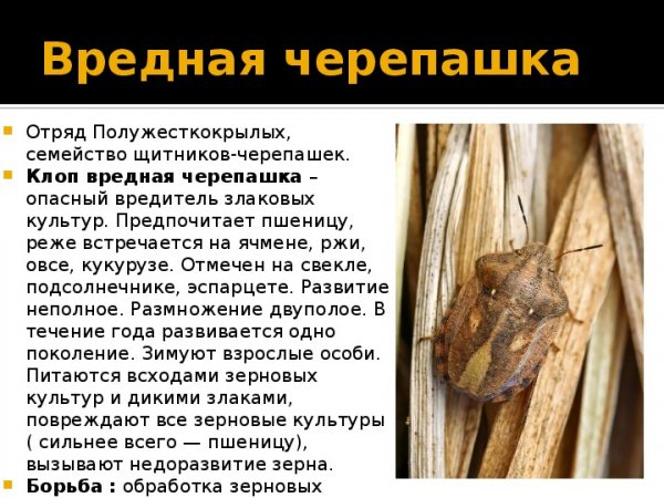 Вредная черепашка