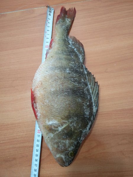 IMG 20170320 105018