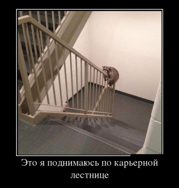 Карьерная лестница