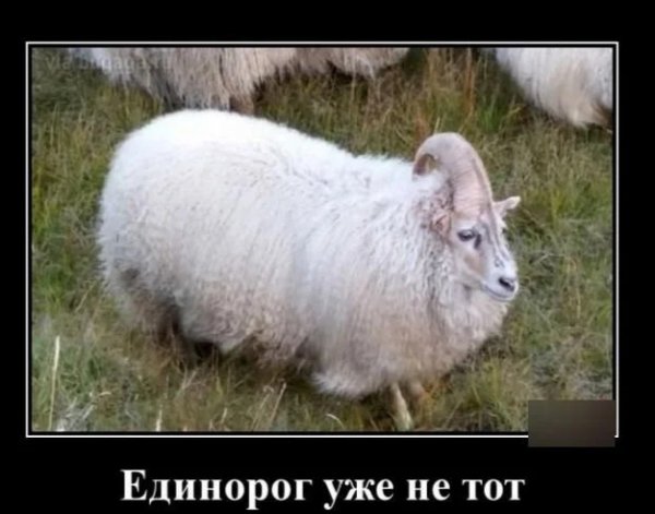 Козерог
