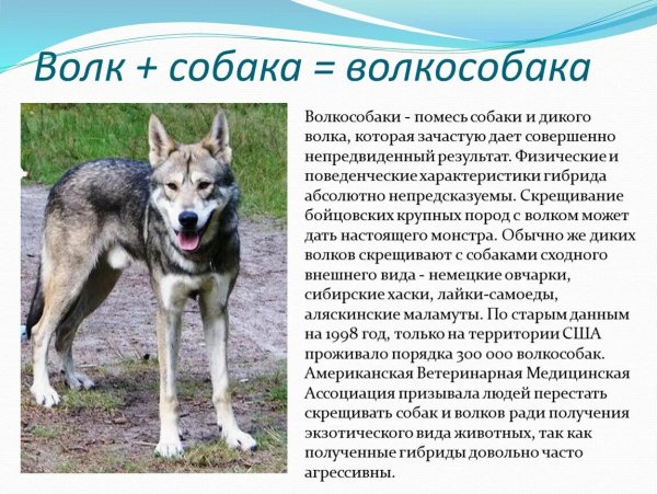 Волкособаки