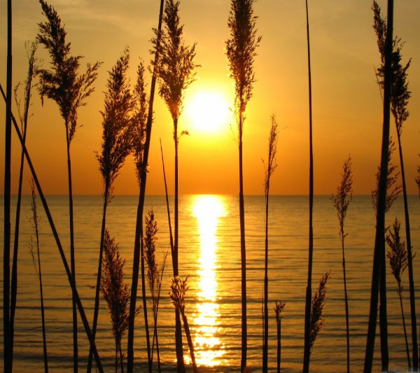 природа