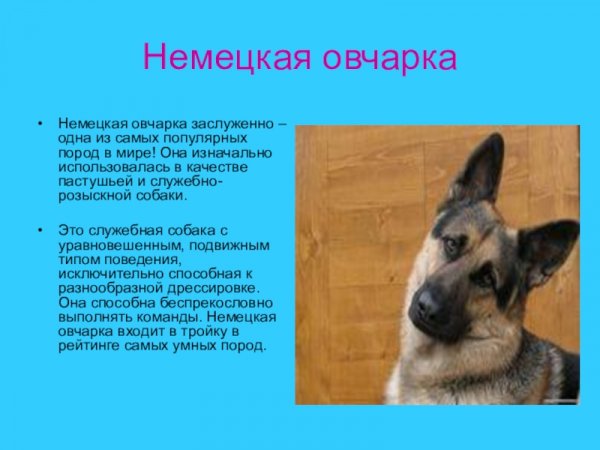 Немецкая овчарка