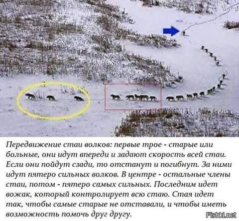 Волки