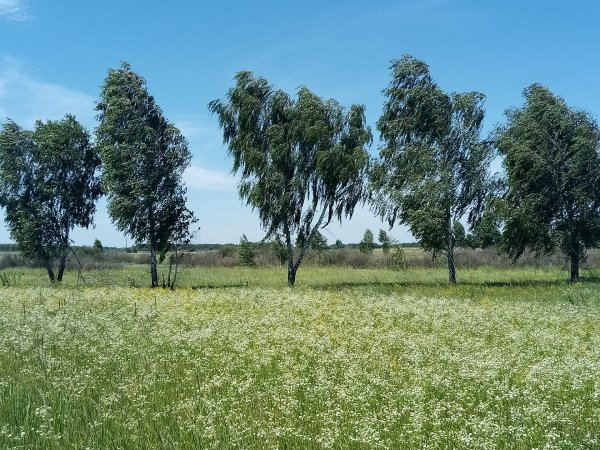 IMG 20200624 132222