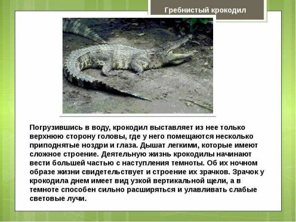 Гребнистый крокодил