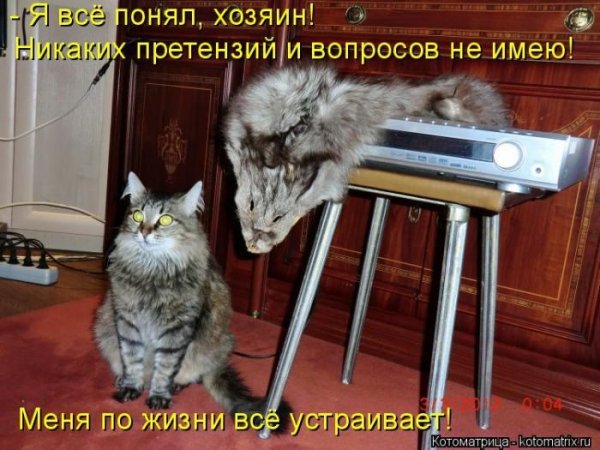Всё устраивает