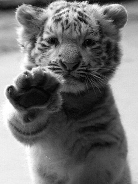 animal-black-and-white-boy-cute-Favim.co