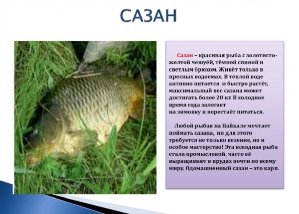 Сазан
