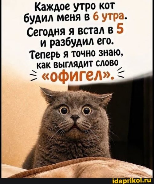 КотЭ)