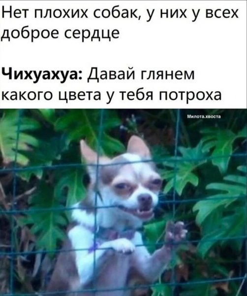 Это не собака а недоразумение )