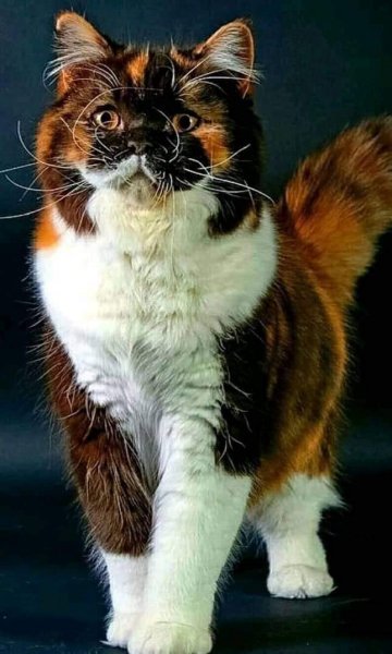 Коты