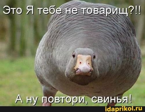 picture_418500314