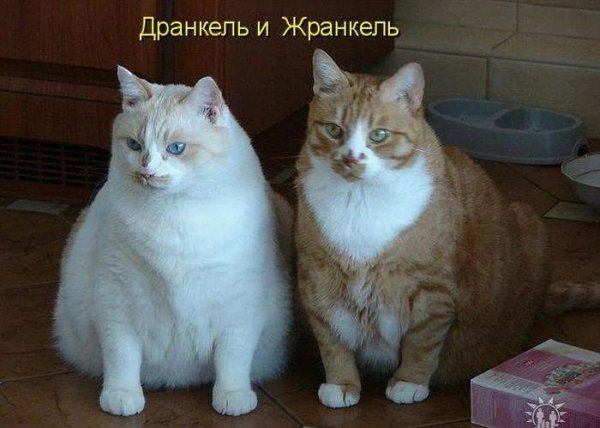 Дранкель и Жранкель
