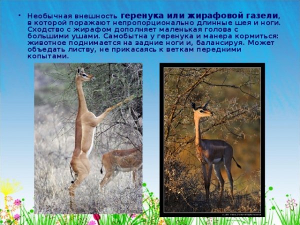 Геренука