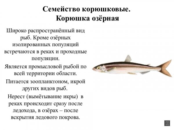 Корюшка озёрная