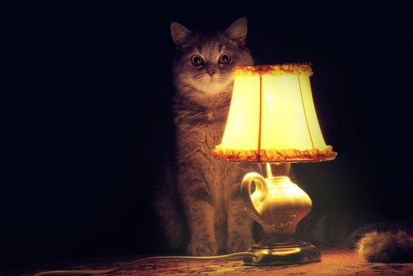 Кошка у лампы