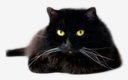 logo-cat