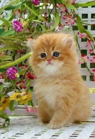 Котята~09