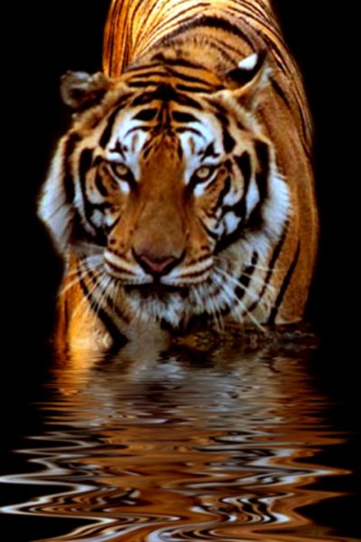 Tiger-iphone-wallpaper