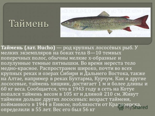 Таймень