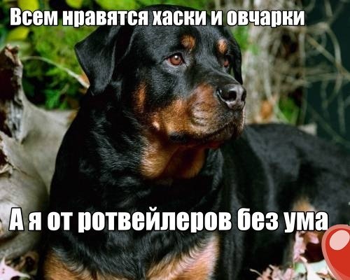 Без ума