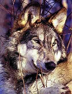 Volf