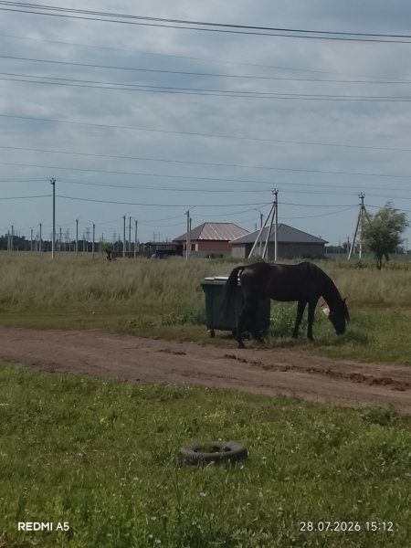 Конь