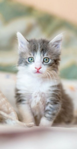 Котейка