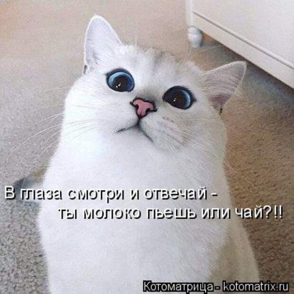 Или чай?!