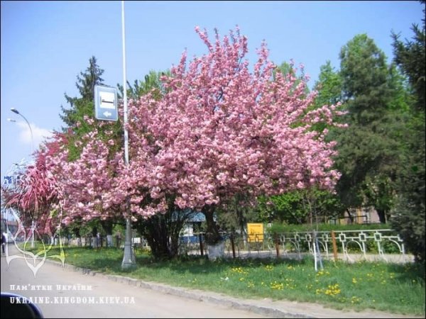Сакура.2.