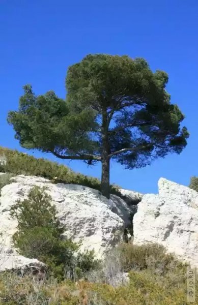 derevo