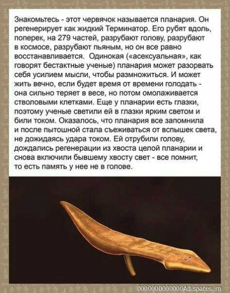 picture_293540337