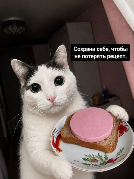 Kotkefir98 3f6a3d84f1df4806a0d97779da74d770