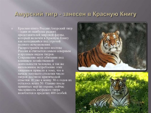 Амурский тигр