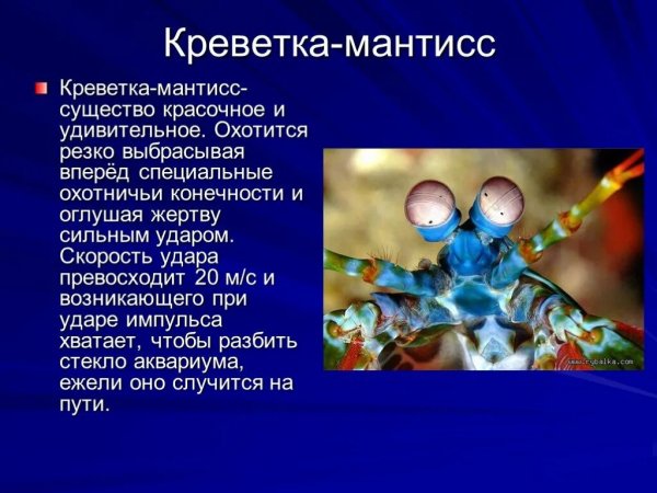 Креветка - мантисс