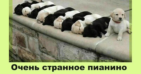 Опаньки!