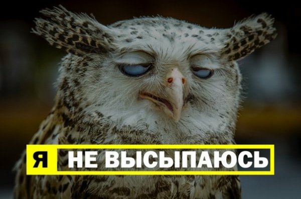 Сова