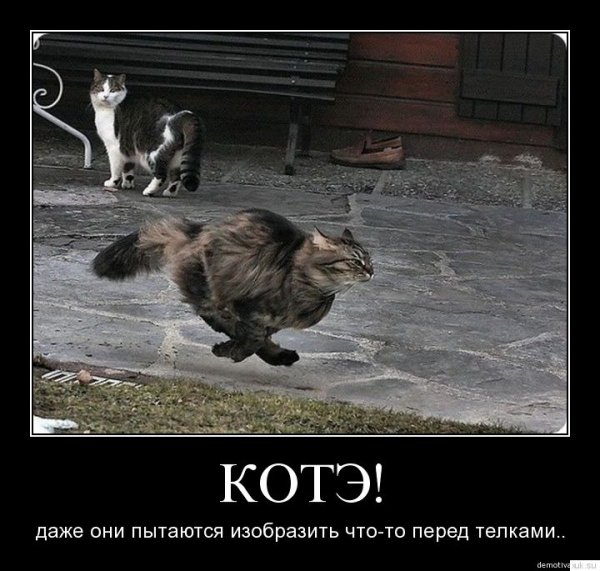 Demotivatory (83)