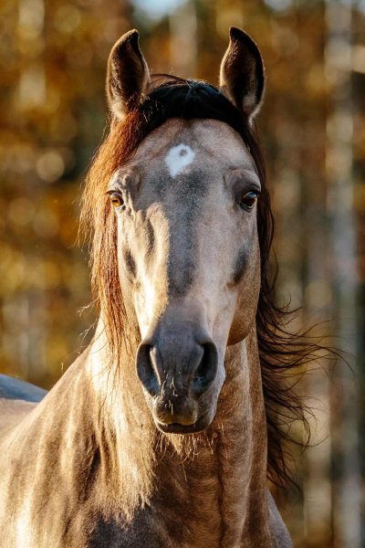 Horses love