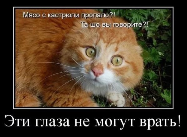Не могут врать
