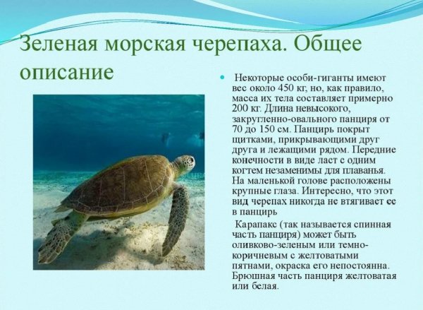 Зелёная морская черепаха