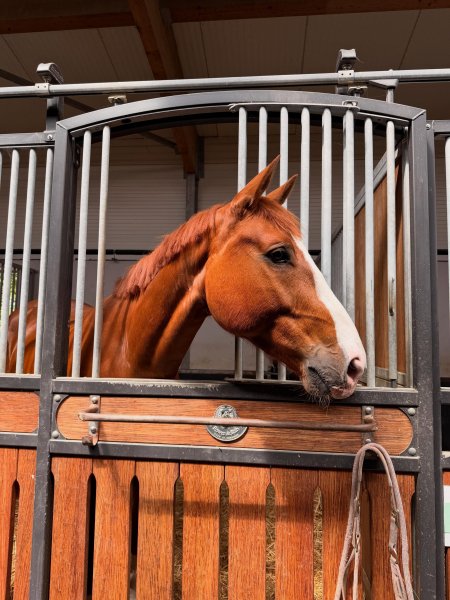 BEST HORSE