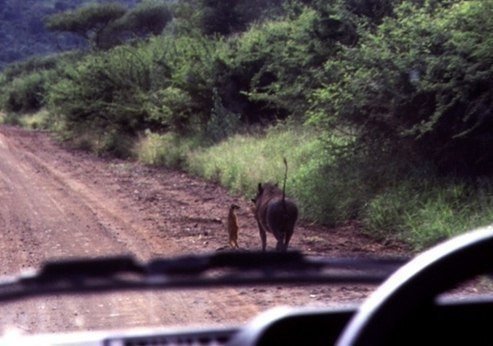 Timon i Pumbaа
