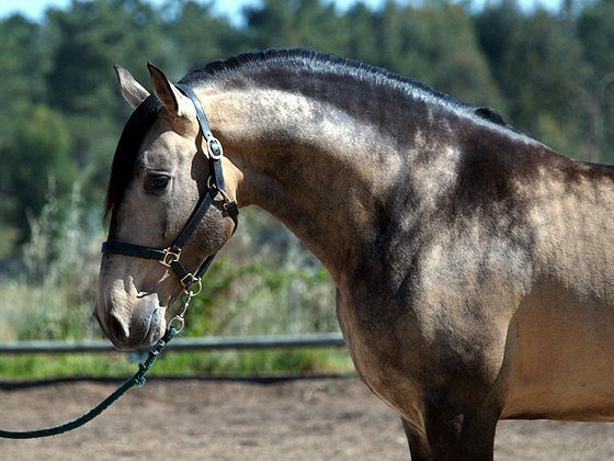 Akhal Teke