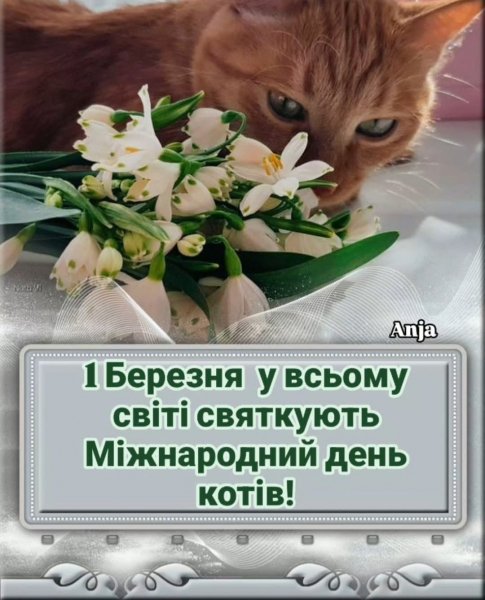 День котиків !