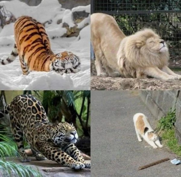 Котики