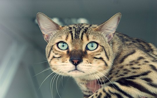 Котяра